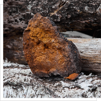 MYQO BIO Chaga Błyskoporek podkorowy, proszek, 100 g