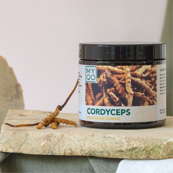 MYQO Cordyceps sinensis Maczużnik chiński, kapsułki, 90 szt.