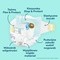 Pampers Premium Care 2, (4-8 kg), pieluszki, 204 szt.
