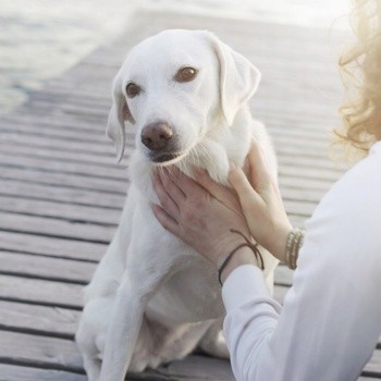 Dr Lucy Eco, odżywka proteinowa dla psów, 200 ml