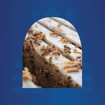 Haddrell's, Manuka Honey, miód manuka UMF5+, MGO83+, 250 g