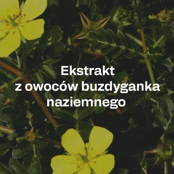 OstroVit Tribulus Terrestris Extract, proszek, 100 g