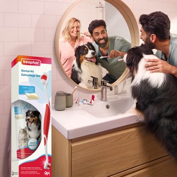 Beaphar Dental Kit, zestaw do czyszczenia zębów dla psów i kotów, 1 szt.
