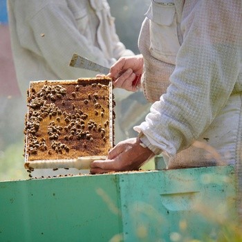 Haddrell's, Manuka Honey, miód manuka UMF10+, MGO261+, 500 g