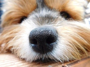 Dr Lucy Eco, masło odżywcze dla psów, 50 ml