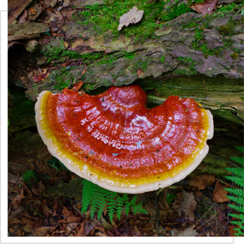 MYQO Reishi - Ganoderma lucidum - Lakownica lśniąca, kapsułki, 90 szt.