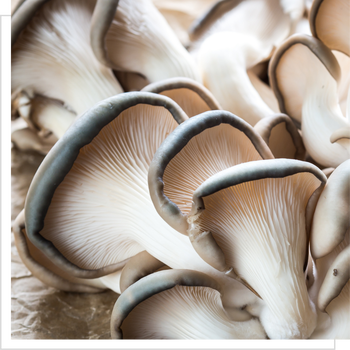 BIO Pleurotus ostreatus Boczniak ostrygowaty, proszek, 100 g