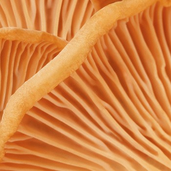 Madara Face Cream for Men, krem do twarzy, 50 ml