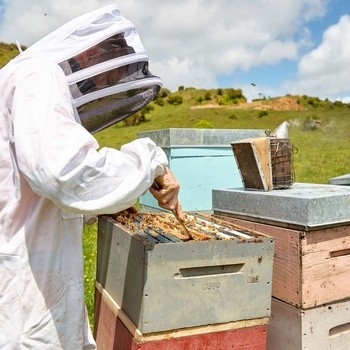 Haddrell's, Manuka Honey, miód manuka UMF5+, MGO83+, 250 g