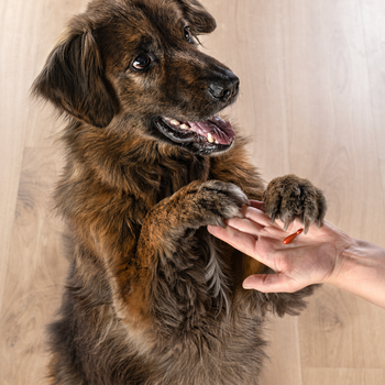 Pet Paw Odporność, preparat wspomagający odporność dla psa, kapsułki twist-off, 60 szt.