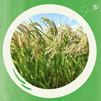 BoboVita, kaszka mleczno-zbożowa 4 owoce, 8 m+, 230 g