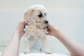 Dr Lucy Home 1, szampon dla psów o długiej, lejącej sierści, 250 ml