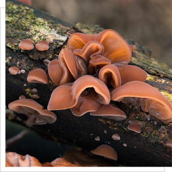 MYQO Bio Auricularia Uszak bzowy, proszek, 100 g