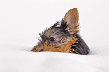 Dr Lucy Eco, płyn do uszu dla psów, 50 ml