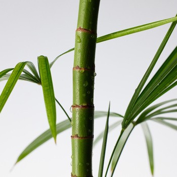 Purito Mighty Bamboo Panthenol, serum z pantenolem, 30 ml