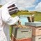 Haddrell's, Manuka Honey, miód manuka UMF13+, MGO404+, 250 g