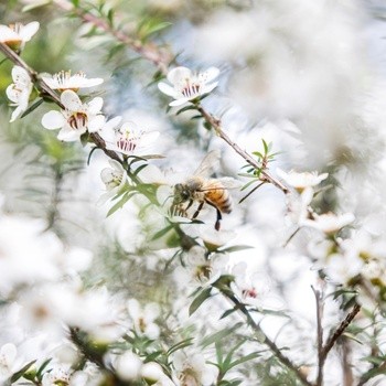 Haddrell's, Manuka Honey, miód manuka UMF10+, MGO261+, 500 g