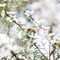 Haddrell's, Manuka Honey, miód manuka UMF10+, MGO261+, 500 g