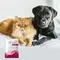 Vet Protector Gastro-Biotyk Forte, multibiotyk dla psa i kota, saszetka z proszkiem, 3 g, 1 szt.