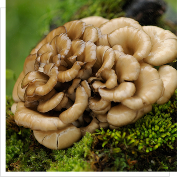 MYQO BIO Maitake Żagwica listkowata, proszek, 100 g