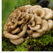 MYQO BIO Maitake Żagwica listkowata, proszek, 100 g