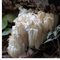 MYQO Soplówka jeżowata - Lion's mane - Hericium, kapsułki, 90 szt.