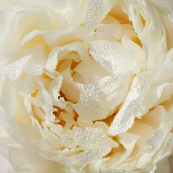 Wild Biotic, kapsułki, 60 szt.