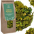 Green Mornings, Kwiat Konopi, klasyczny, herbata z konopi siewnych, 100 g