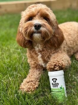 Buddycare, środek z alg irlandzkich do usuwania płytki nazębnej, 75 g