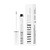 Nanolash Peptide Eyelash Serum, peptydowa odżywka do rzęs, 5 ml