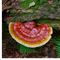 MYQO BIO Reishi, Ganoderma lucidum - Lakownica lśniąca, proszek, 100 g