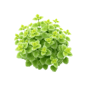 Bluszczyk Kurdybanek – właściwości lecznicze zioła i przeciwwskazania