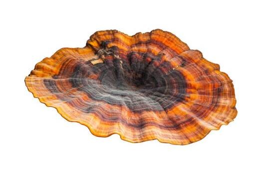 Wrośniak różnobarwny – właściwości Trametes versicolor