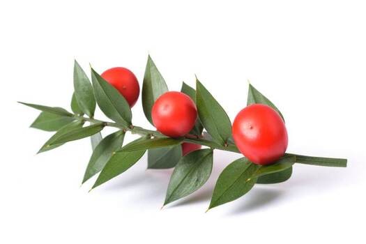Ruszczyk kolczasty (Ruscus aculeatus) – właściwości, zastosowanie i składniki aktywne