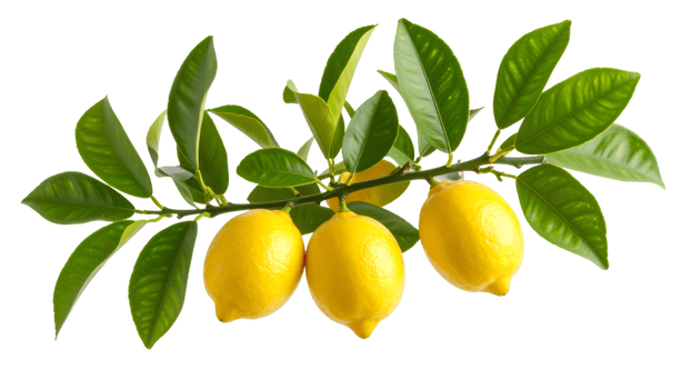 Cytryna – właściwości, zastosowanie i występowanie. Dlaczego zawsze warto mieć ją w kuchni?