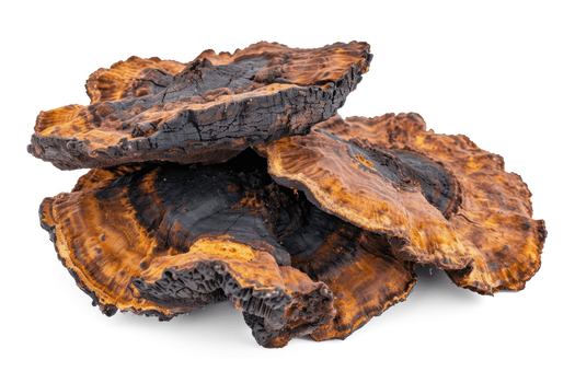 Błyskoporek podkorowy – działanie, właściwości i stosowanie Chaga