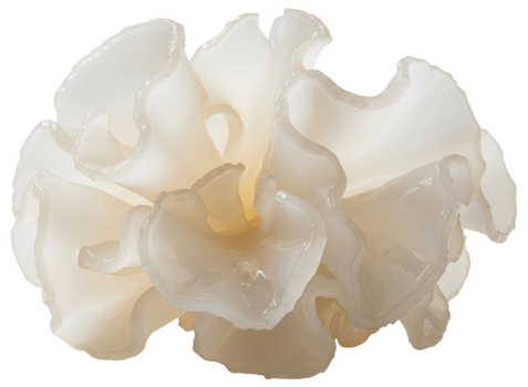 Grzyb śnieżny (Tremella fuciformis) – właściwości, działanie i zastosowanie