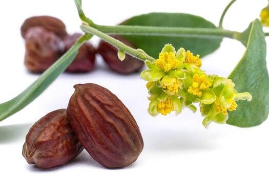 Simondsja kalifornijska (jojoba) – właściwości, zastosowanie i działanie oleju jojoba