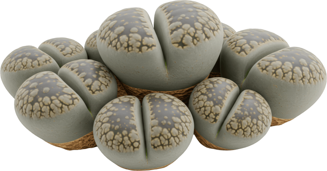 Lithops (żywe kamienie) w kosmetyce – jak działają i dlaczego warto je poznać?