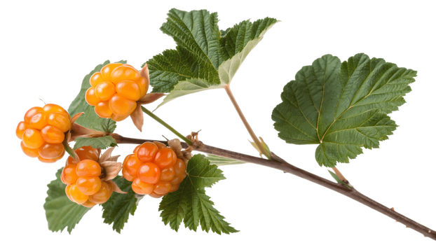 Malina moroszka (Rubus chamaemorus) – właściwości, zastosowanie i działanie „złota północy”