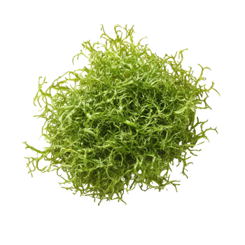 Czym jest chrząstnica kędzierzawa? Właściwości, występowanie i zastosowanie mchu morskiego