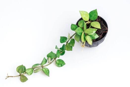 Hoya lacunosa – na zmarszczki i przebarwienia