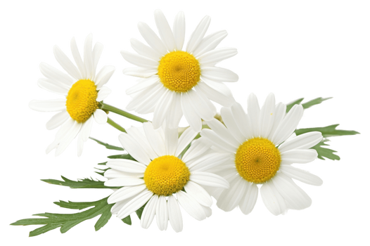 Złocień maruna – właściwości, działanie i bezpieczne stosowanie