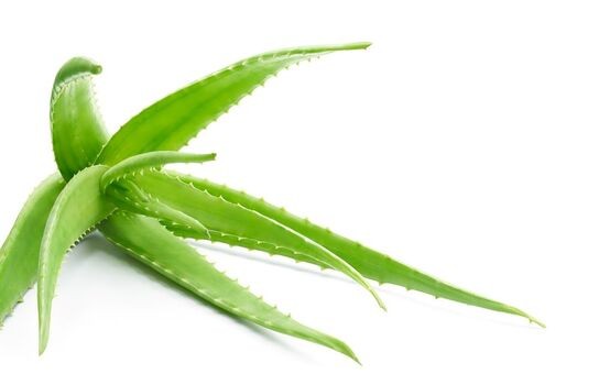 Aloes zwyczajny – właściwości lecznicze i pielęgnacyjne