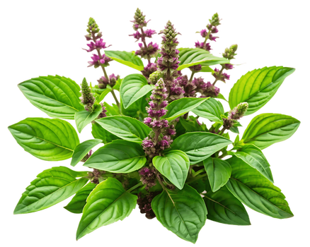 Bazylia azjatycka (Tulasi) – właściwości, zastosowanie i bezpieczne stosowanie krok po kroku