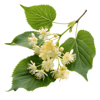 Kwiat lipy — miód, napar, kosmetyk