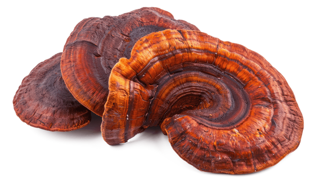 Reishi (lakownica żółtawa) – jak stosować, właściwości, działanie i przeciwwskazania