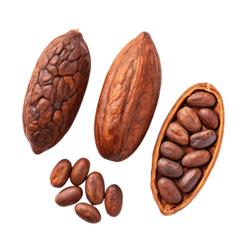 Kakaowiec właściwy (Theobroma cacao) – wygląd, pochodzenie i morfologia