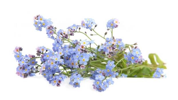 Niezapominajka – kwiat na piękną cerę, naturalny booster kolagenu