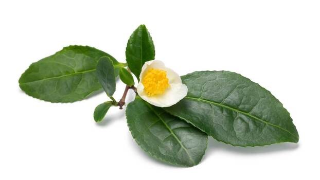 Zielona herbata – właściwości lecznicze, charakterystyka, przeciwwskazania